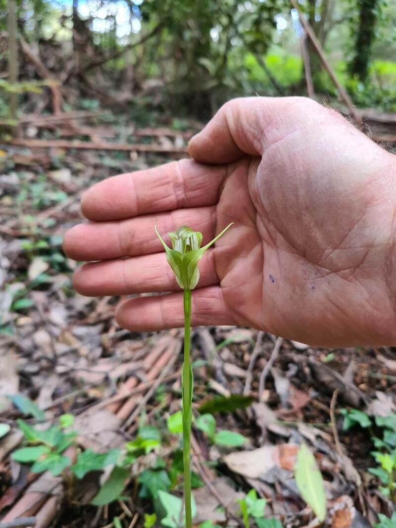 Pterostylis curta flower