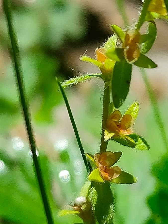 Veronica peregrina fruit