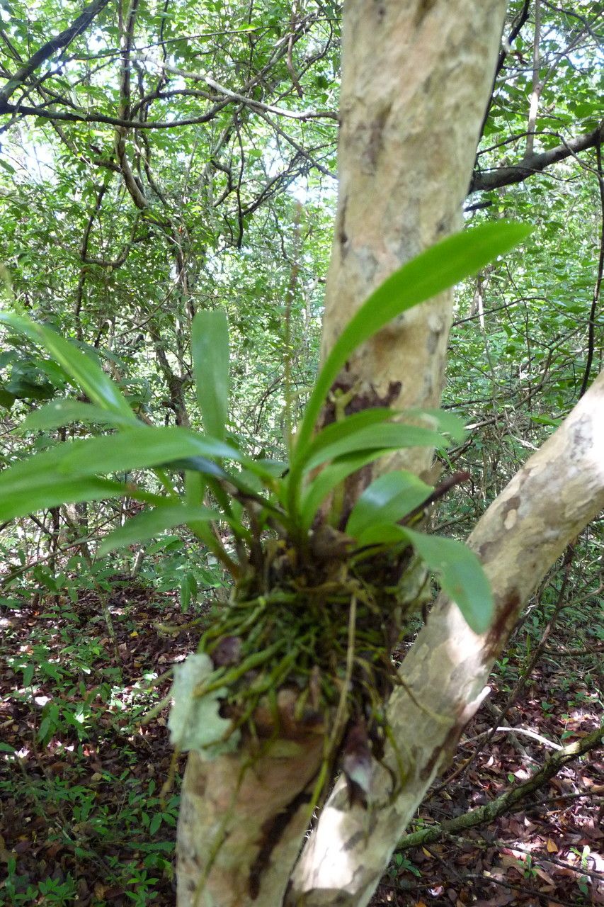 Polystachya laxiflora habit