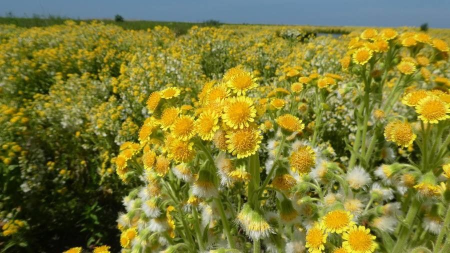 Tephroseris palustris habit