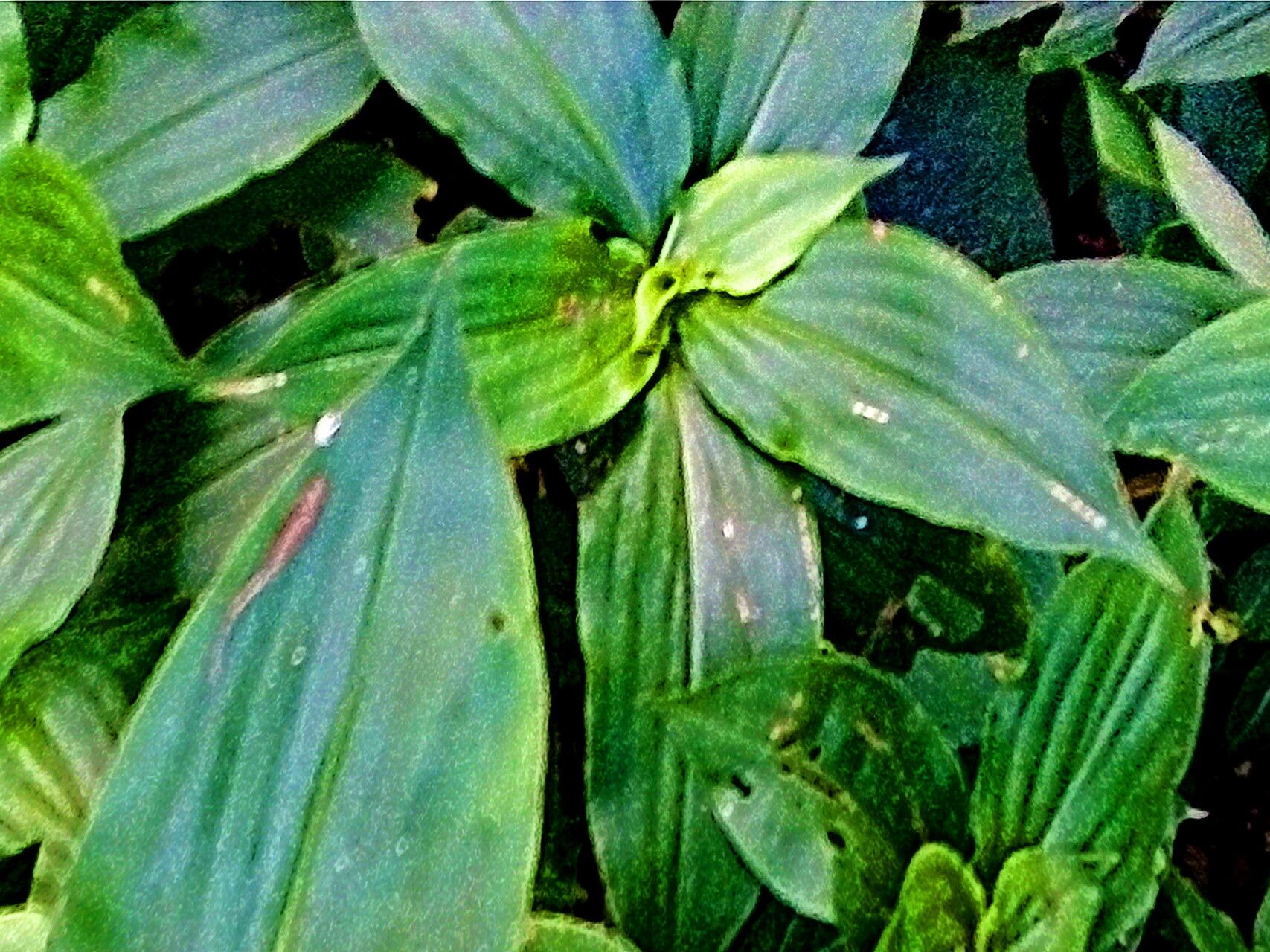 Tinantia longipedunculata — related species from the same genus