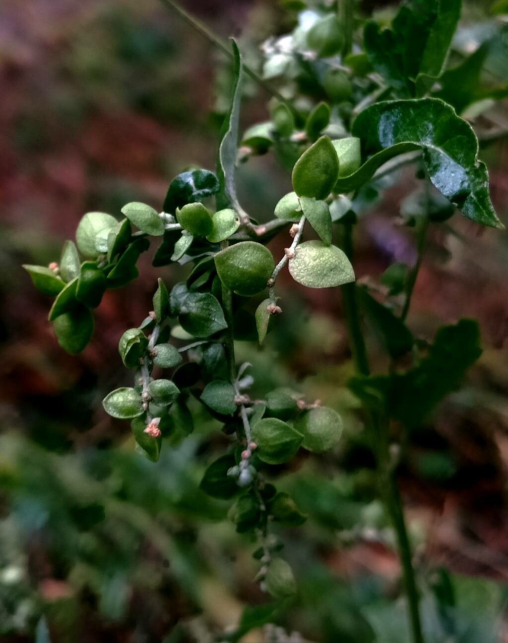 Atriplex sagittata fruit
