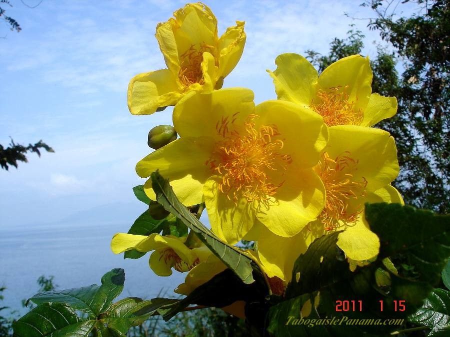 Cochlospermum vitifolium flower