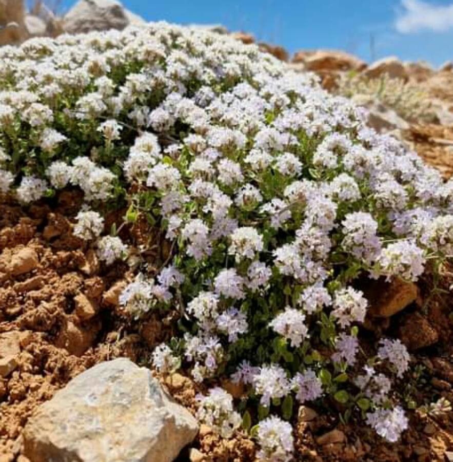 Ziziphora clinopodioides flower