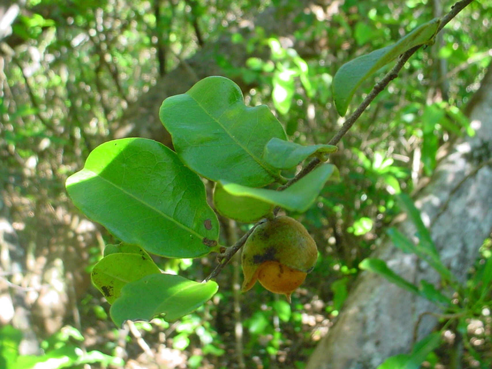 Diospyros parviflora fruit