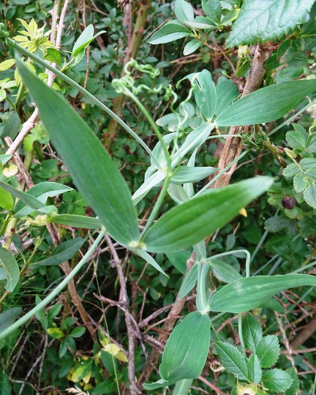 Lathyrus latifolius leaf