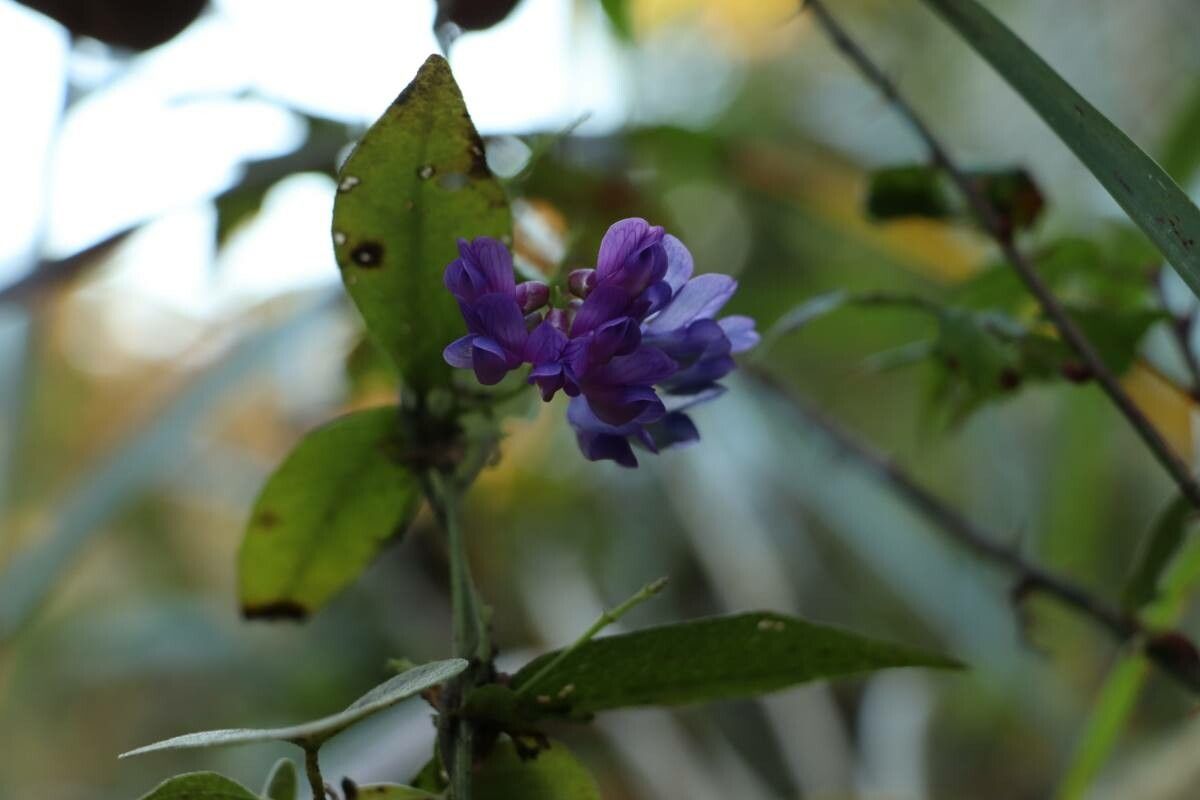 Vicia unijuga flower