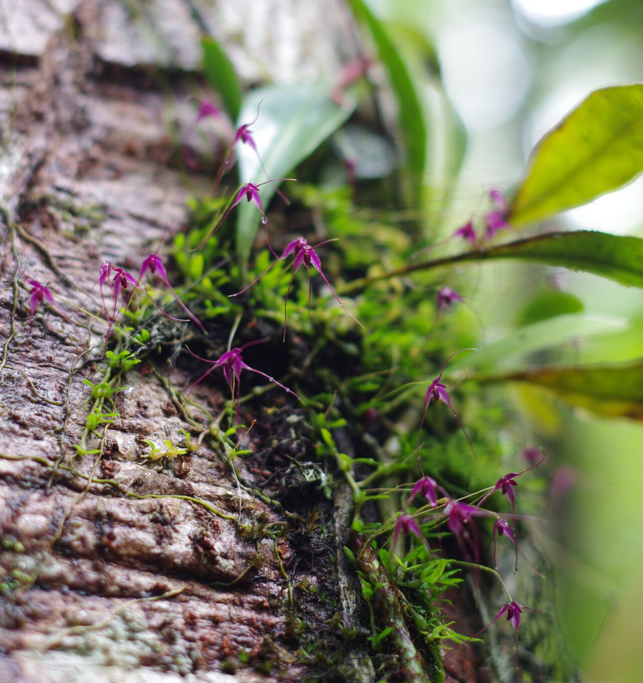 Bulbophyllum afzelii — houseplant care guide