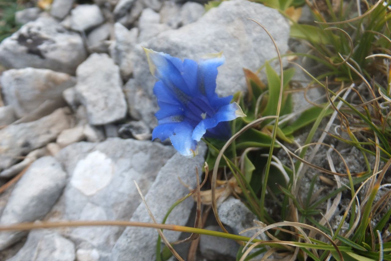 Gentiana dinarica flower