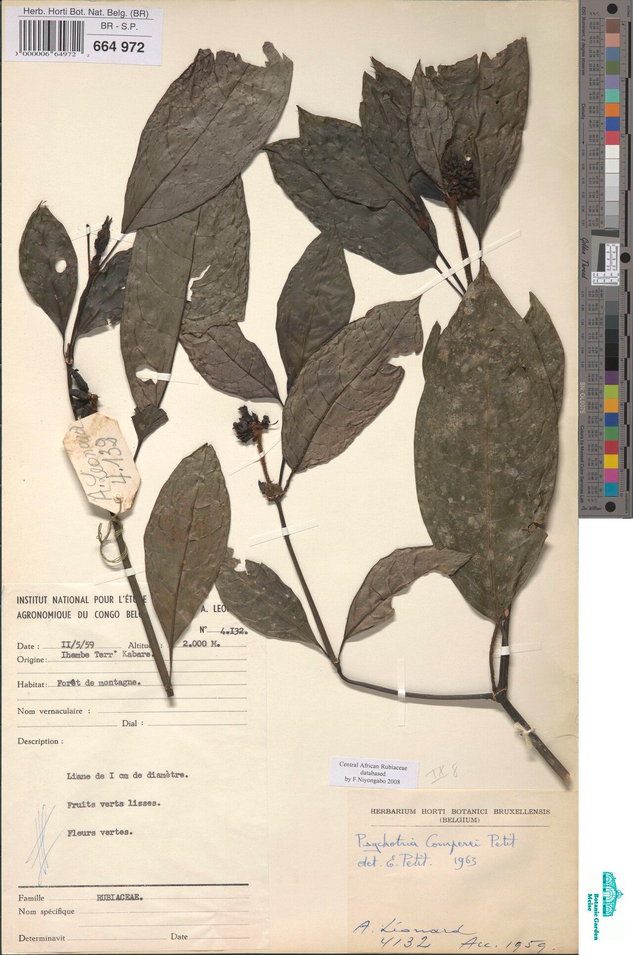 Psychotria comperei — houseplant care guide