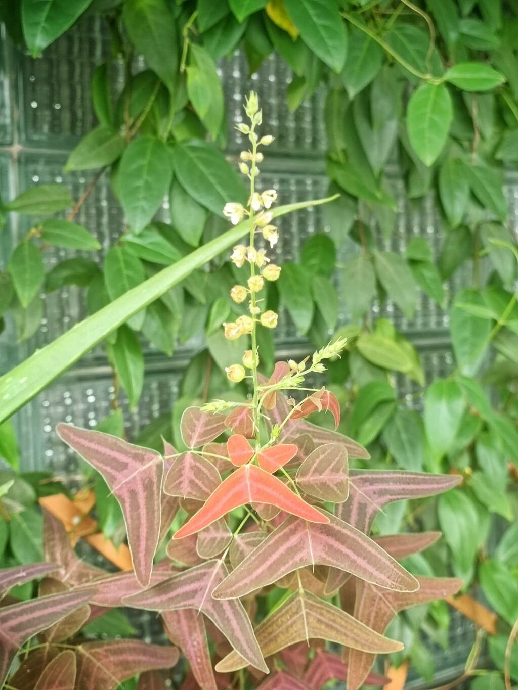 Christia vespertilionis flower