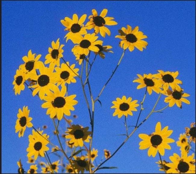 Helianthus paradoxus — houseplant care guide