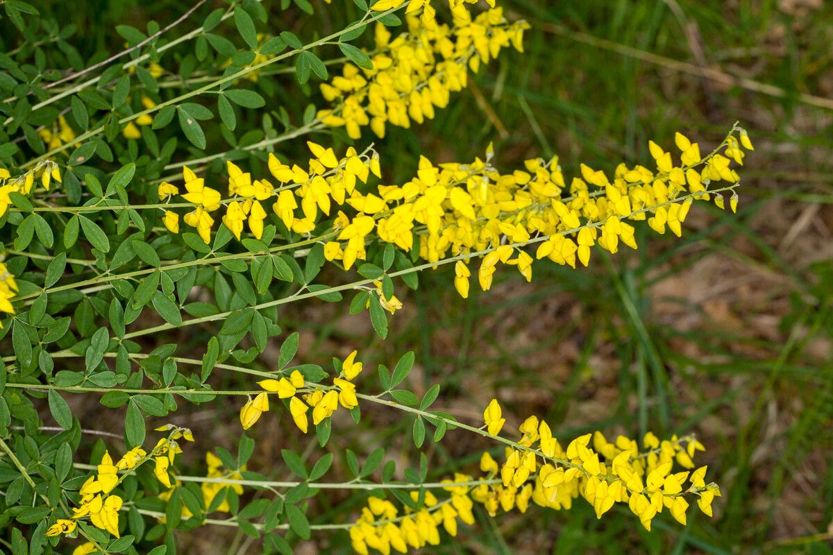 Cytisus nigricans leaf