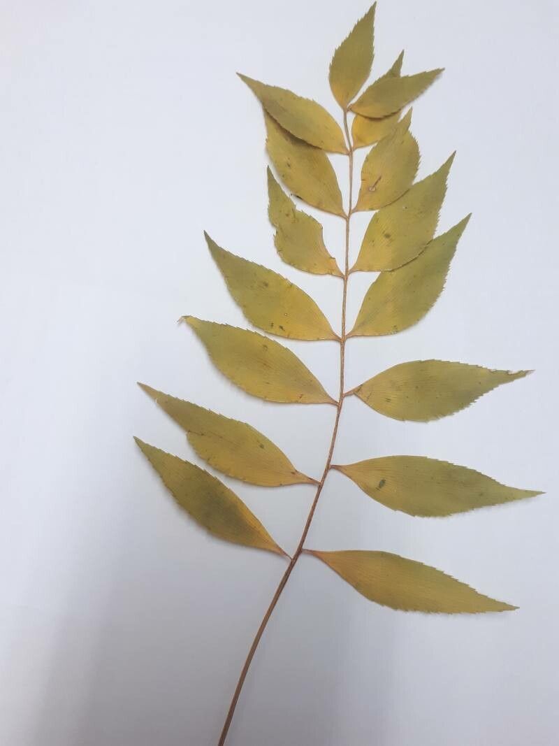 Zamia fischeri — houseplant care guide