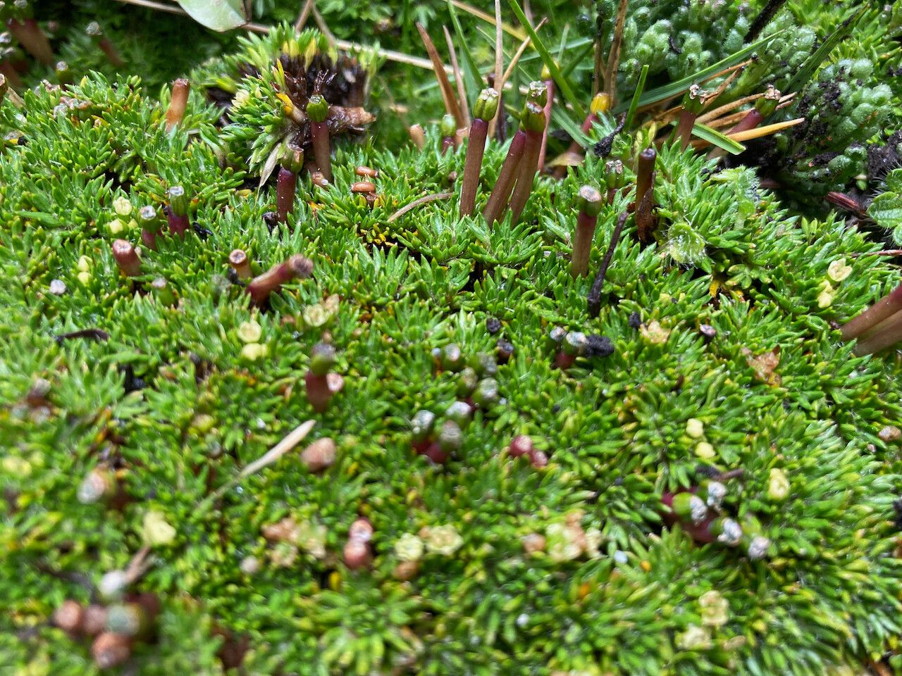 Azorella corymbosa leaf