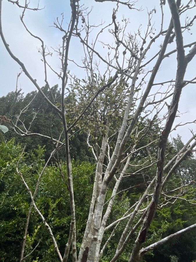 Sorbus cashmiriana habit