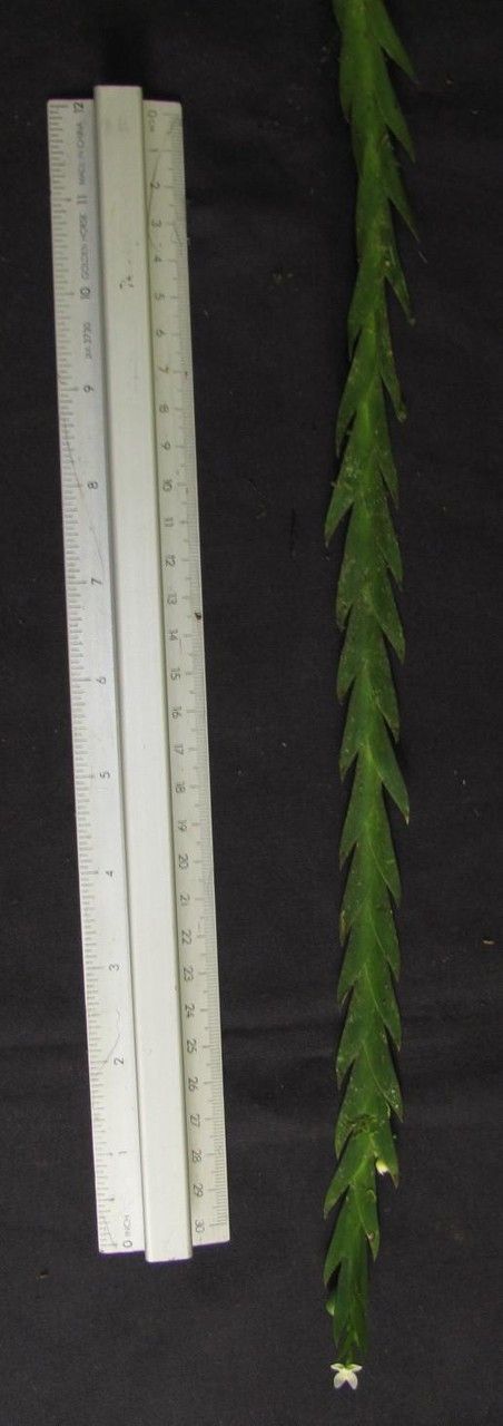 Lockhartia hercodonta other