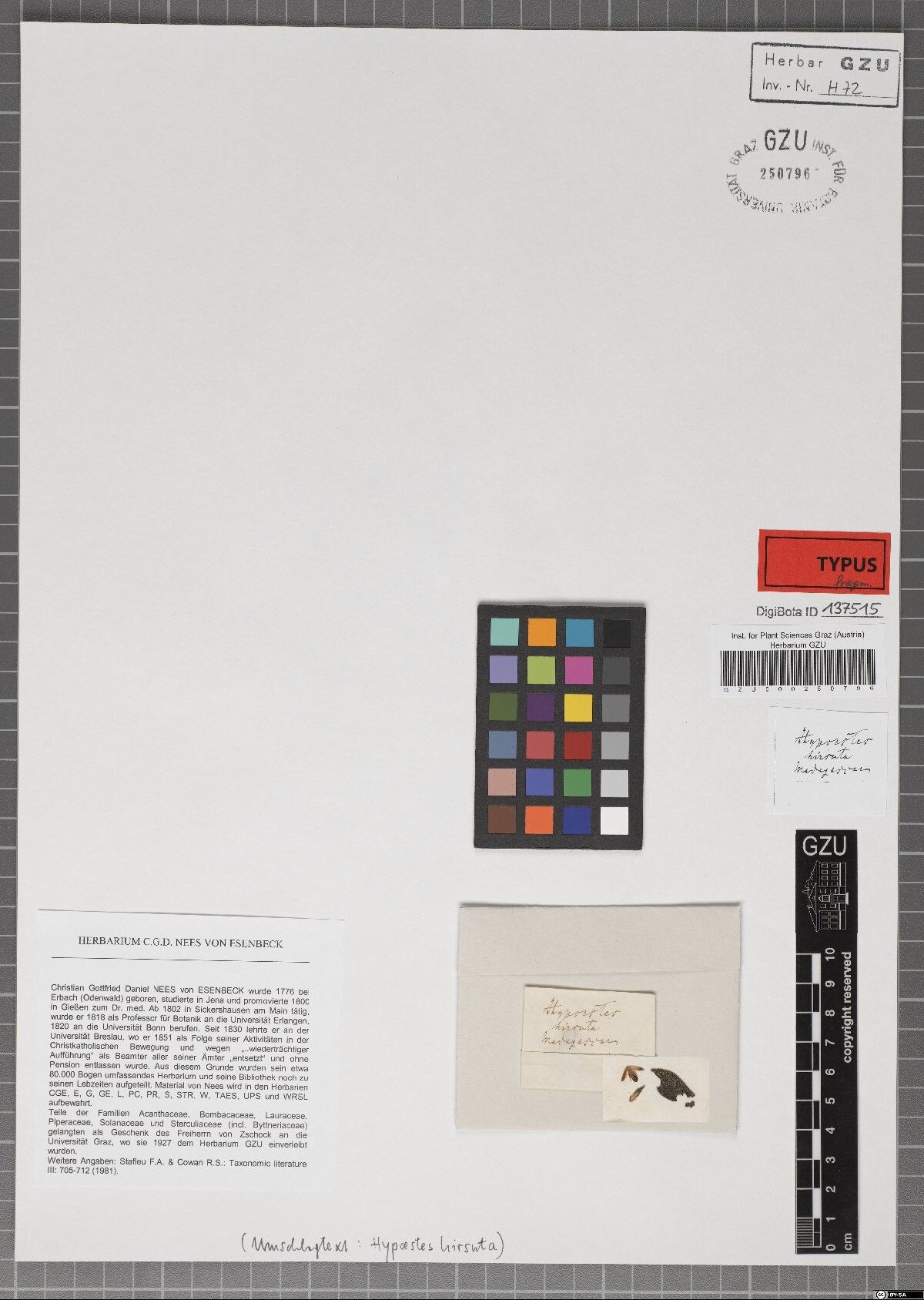 Hypoestes hirsuta — houseplant care guide