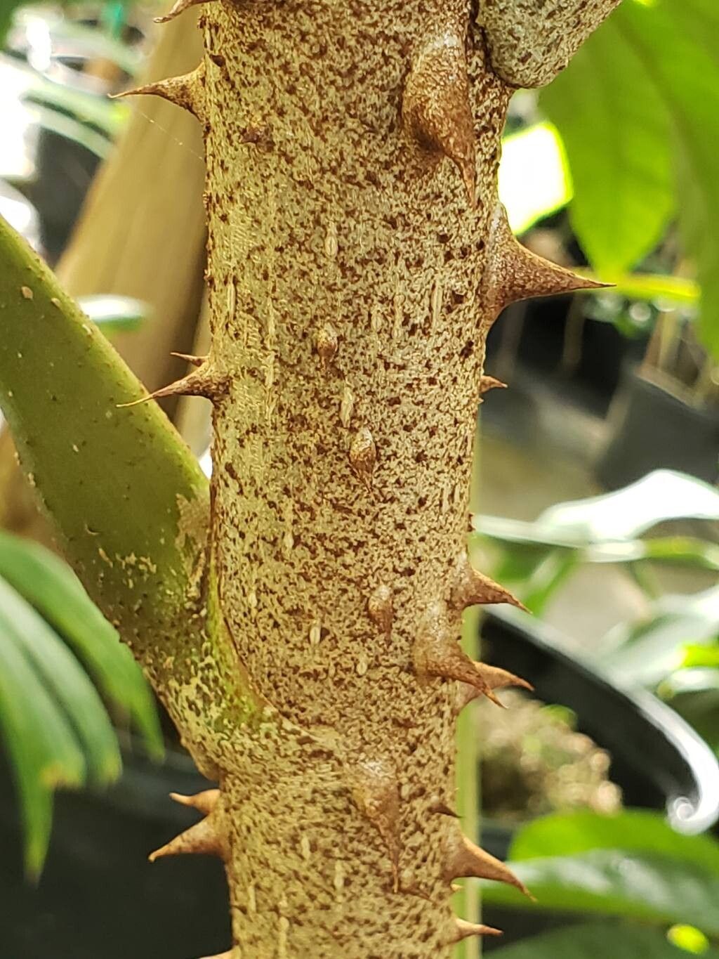 Trevesia sundaica bark