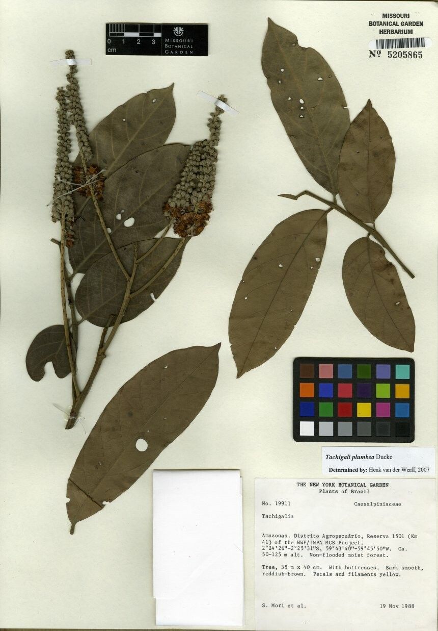 Tachigali plumbea — houseplant care guide