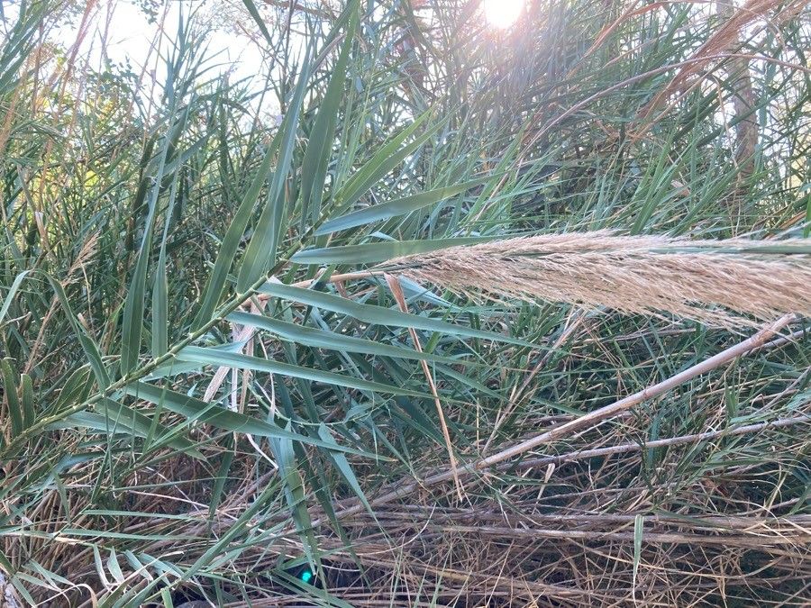 Arundo mediterranea — related species from the same genus