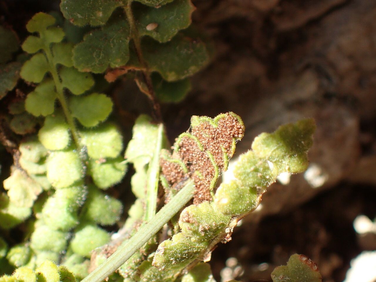 Asplenium petrarchae fruit