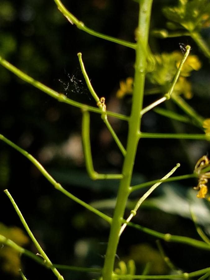 Sisymbrium loeselii fruit