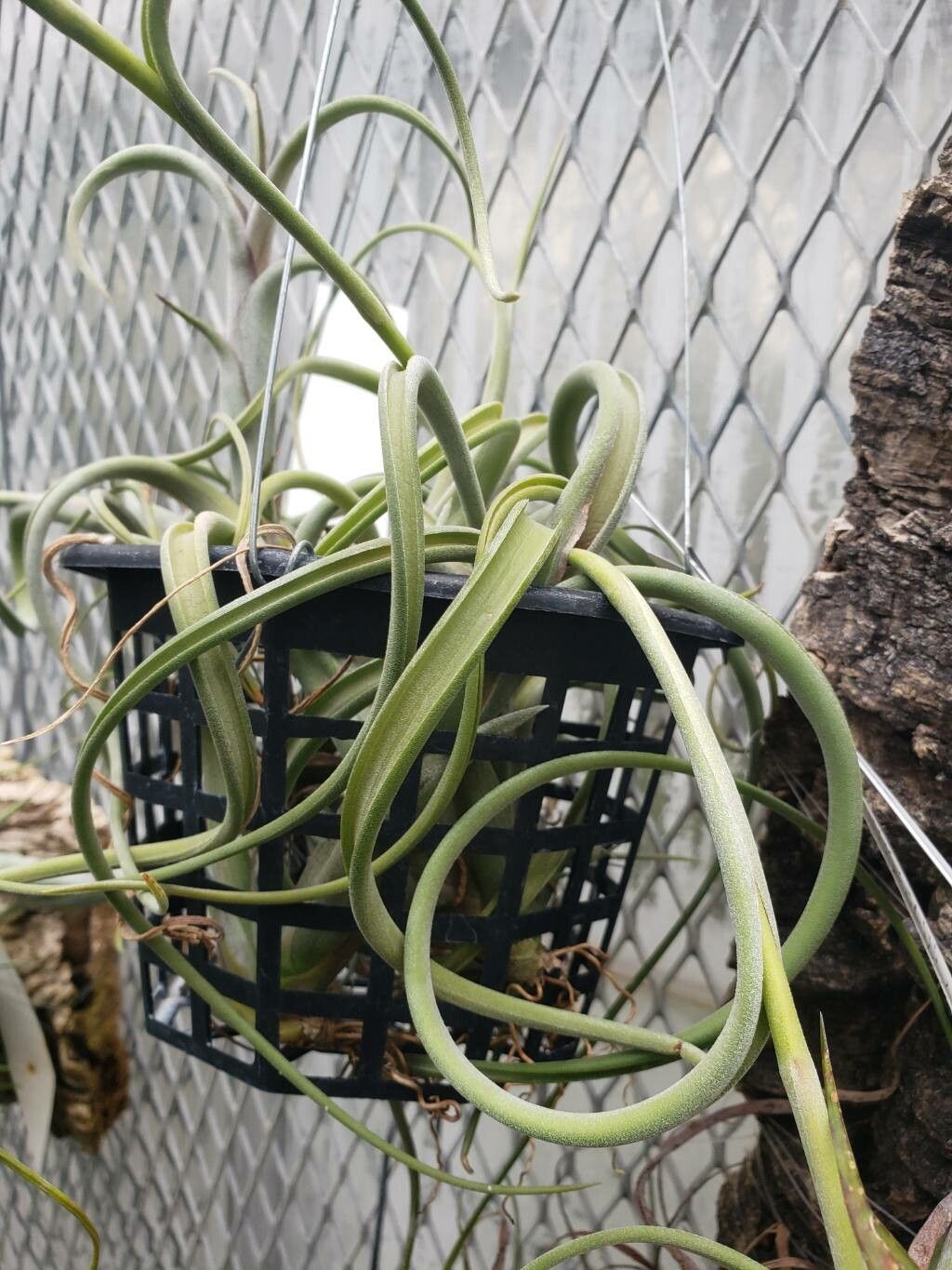 Tillandsia intermedia — houseplant care guide