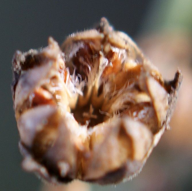 Linum maritimum fruit