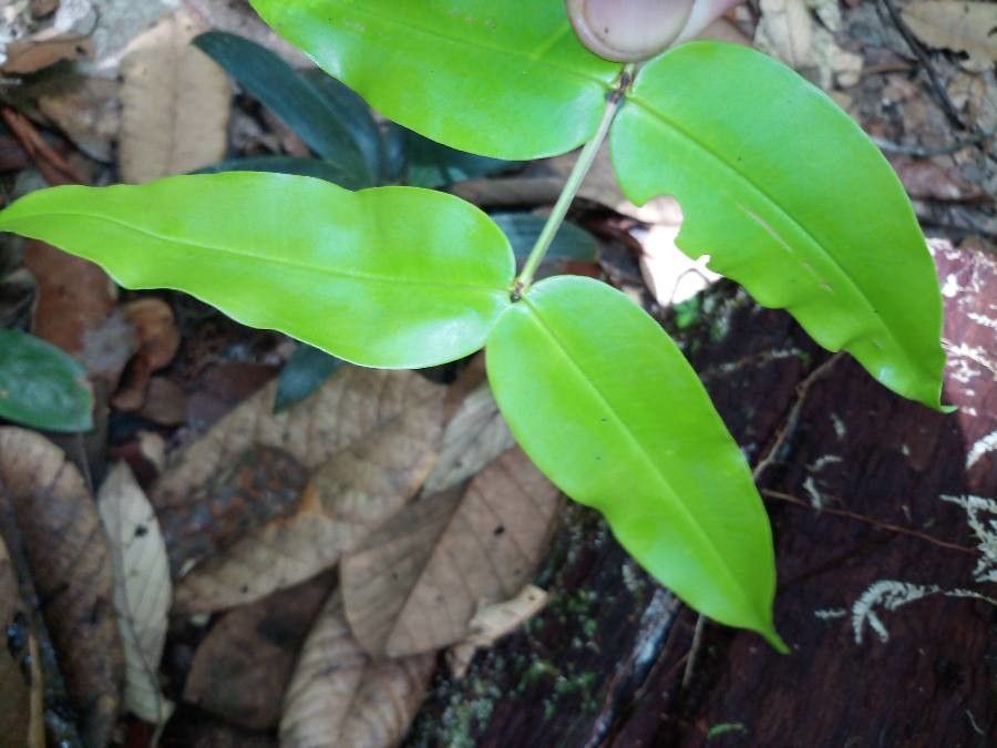 Mouriri nervosa — search result for 'Mouriri'