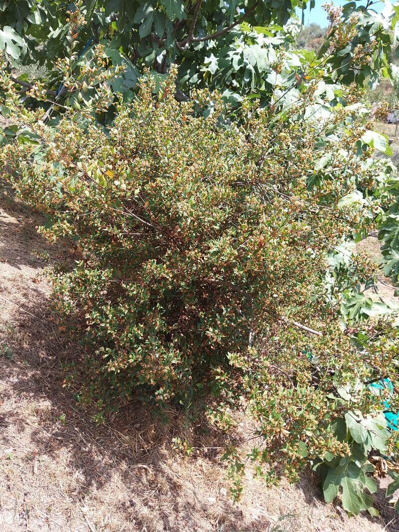 Euclea divinorum fruit