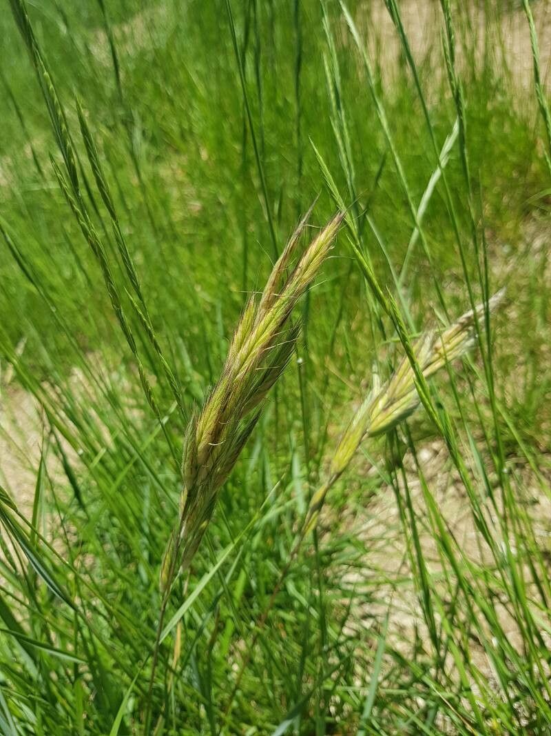 Hordeum secalinum fruit