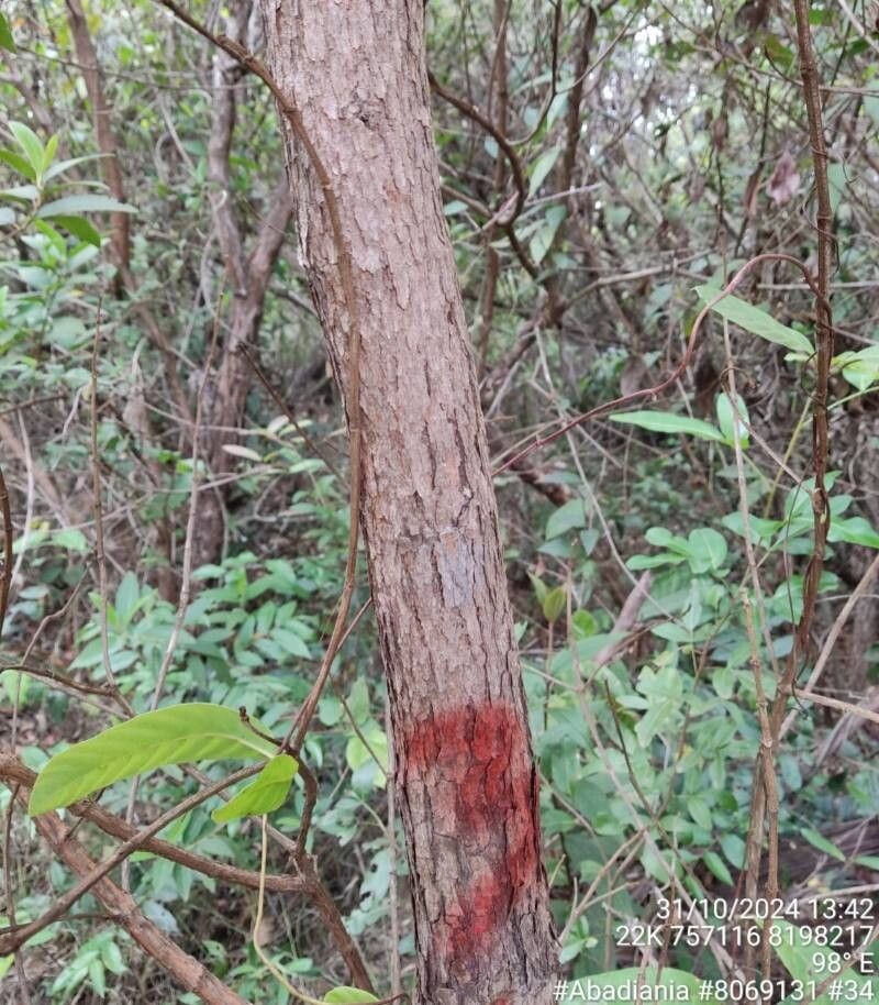 Pleroma candolleanum bark