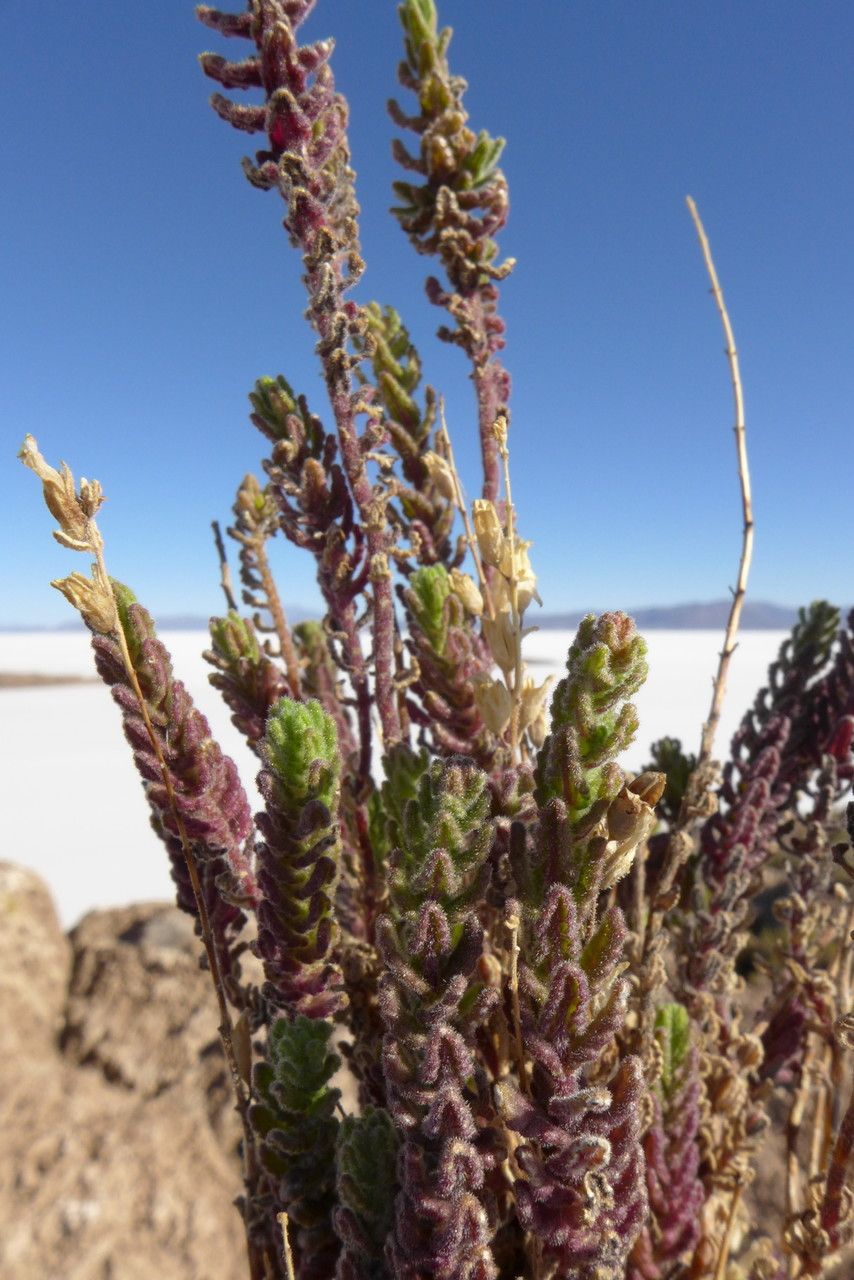 Bartsia peruviana habit