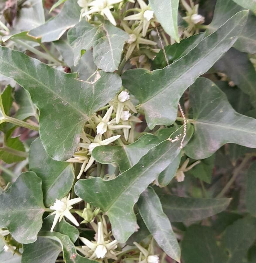 Araujia brachystephana — related species from the same genus