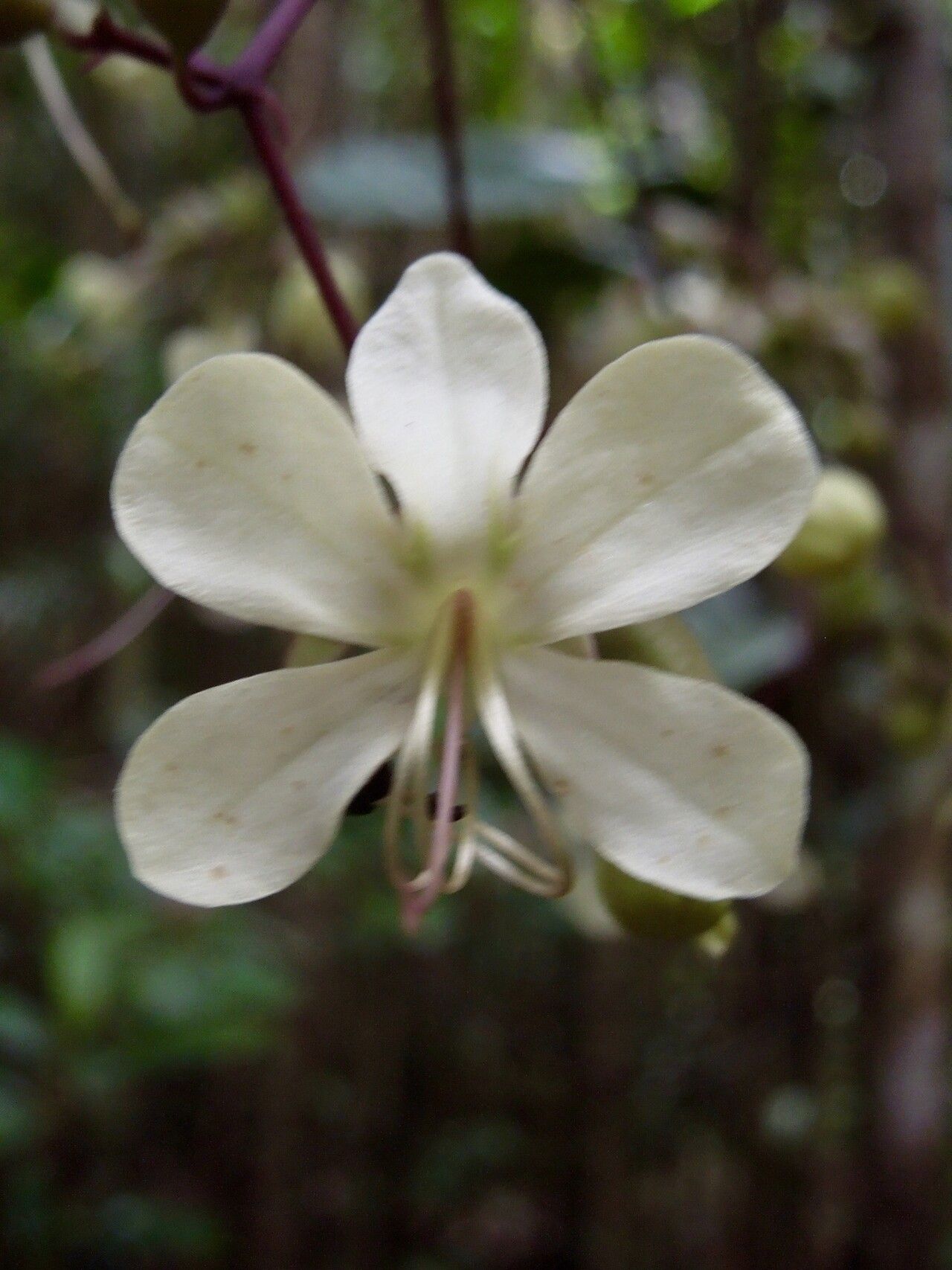 Clerodendrum bosseri flower