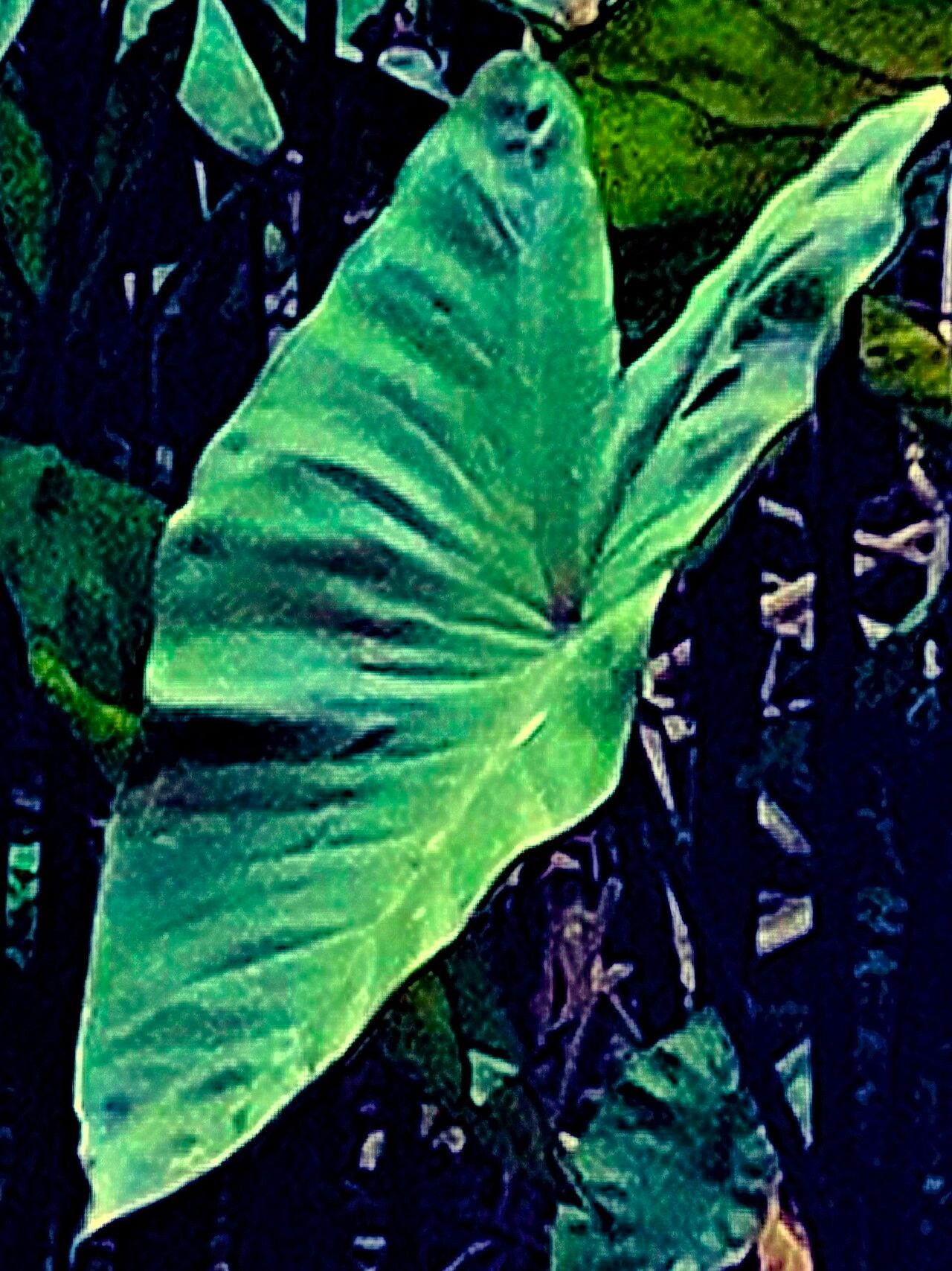 Colocasia fontanesii