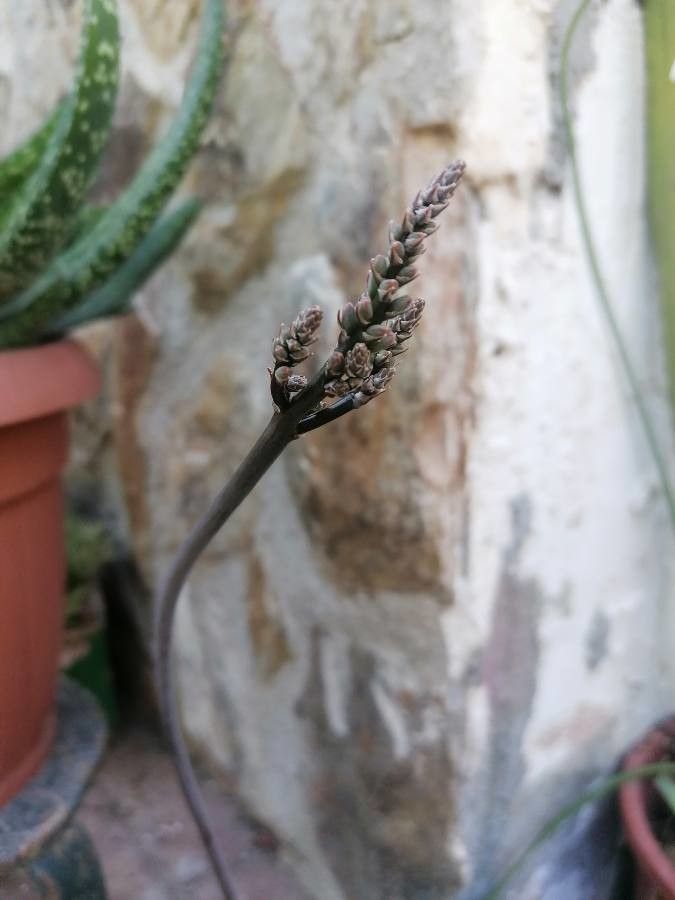 Haworthia pumila flower