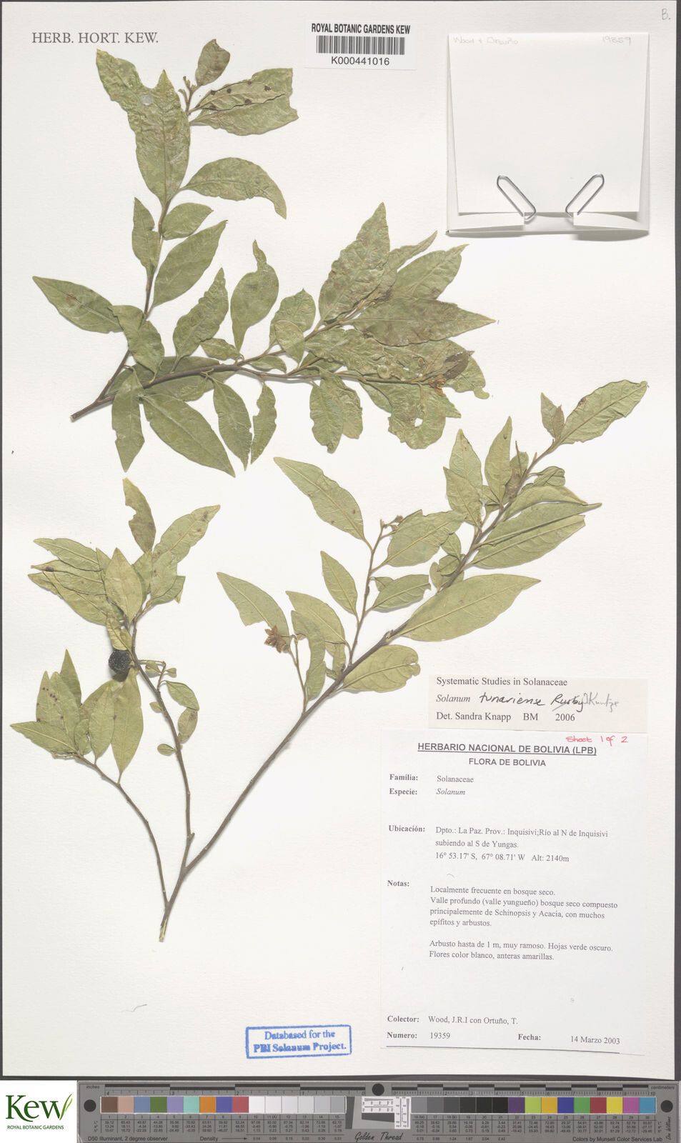 Solanum tunariense — houseplant care guide