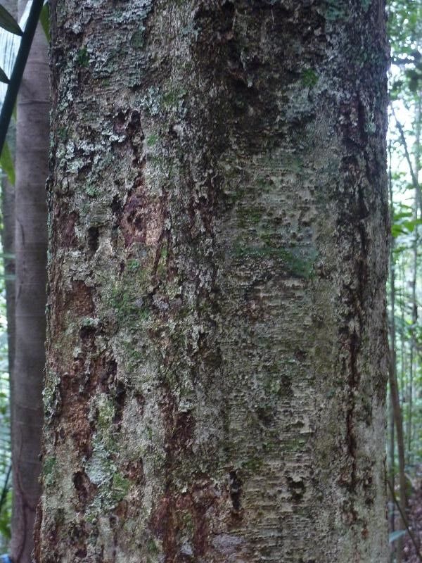 Licania irwinii bark