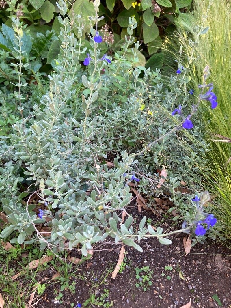 Salvia chamaedryoides habit