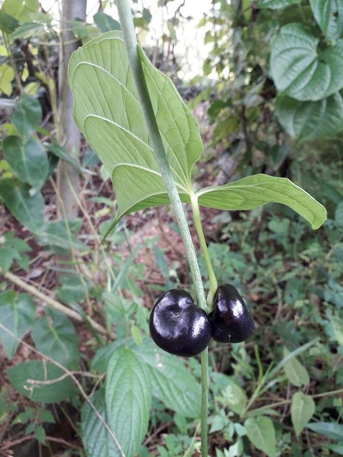 Dioscorea sansibarensis fruit