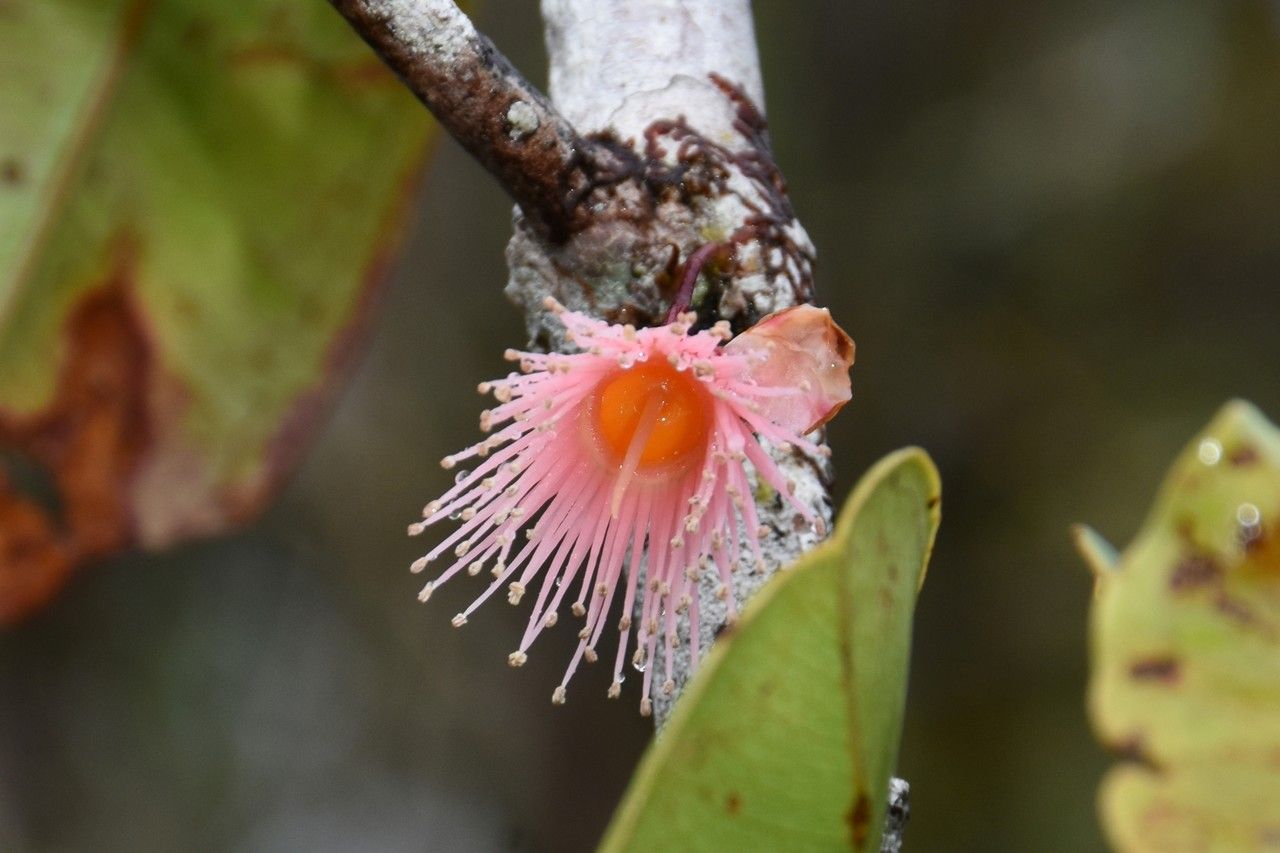 Syzygium commersonii flower