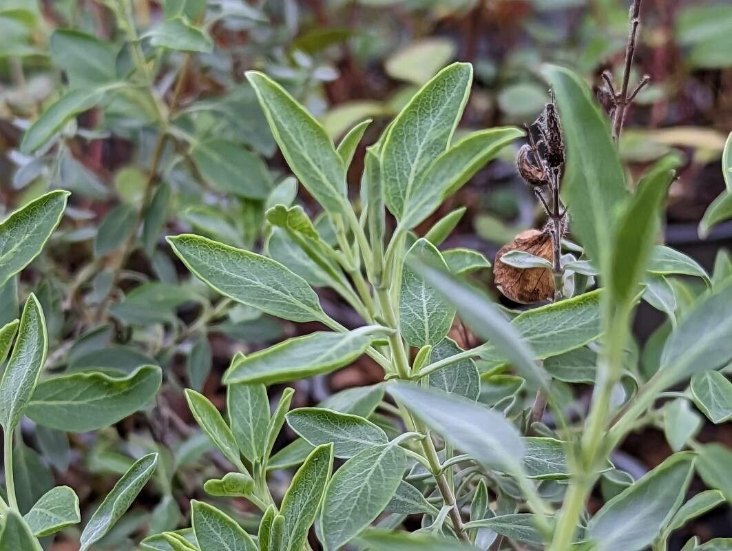 Salvia lanceolata leaf
