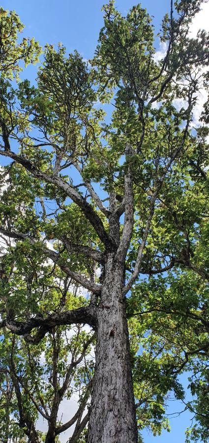 Hagenia abyssinica bark