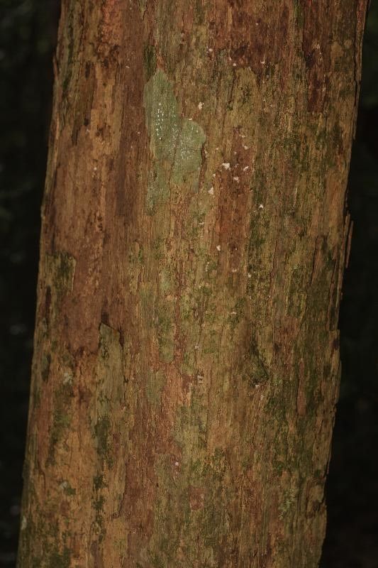 Osteophloeum platyspermum — search result for 'Myristicaceae'