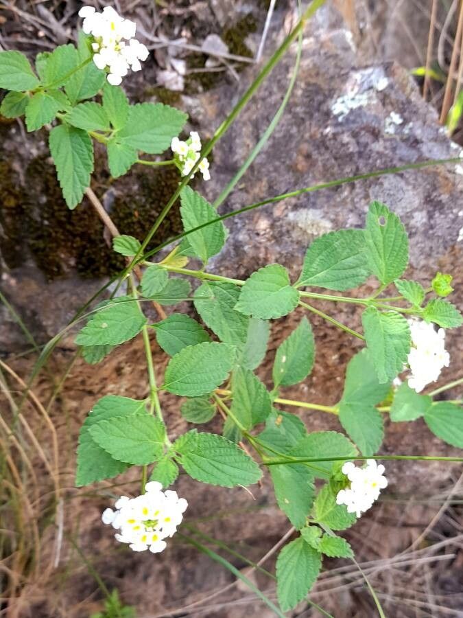 Lantana grisebachii habit