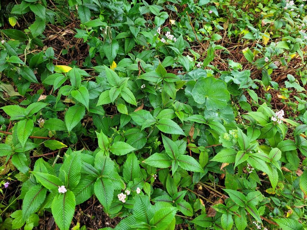 Persicaria campanulata habit