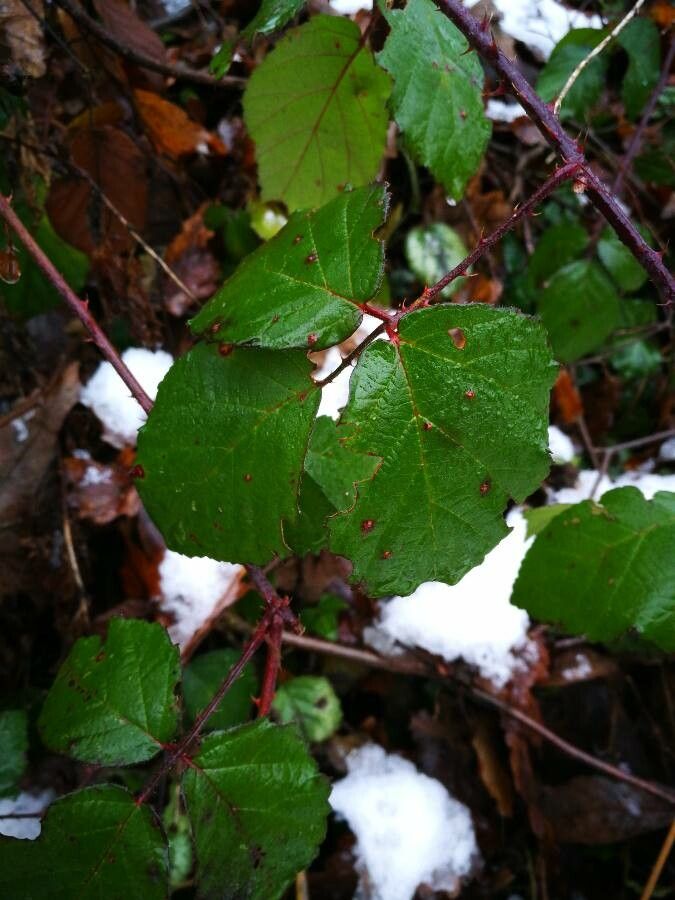Rubus albiflorus leaf