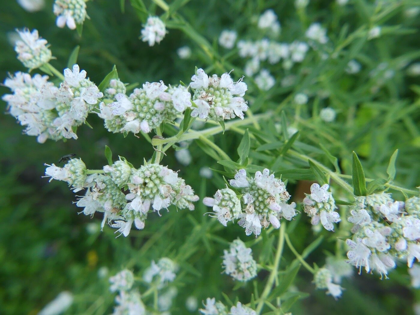 Pycnanthemum virginianum flower